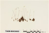 藏品(大帽苔科)的圖片